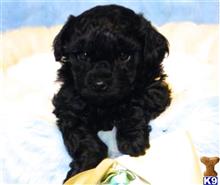 maltipoo puppy posted by TINY PUPPIES